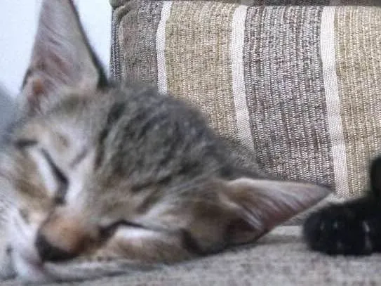 Gato ra a Vira lata idade 2 a 6 meses nome Dora e Preto
