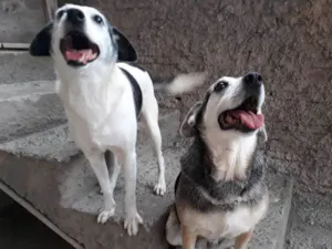 Cachorro raça Vira-lata idade 6 ou mais anos nome Nick