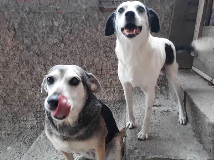Cachorro ra a Vira-lata idade 6 ou mais anos nome Nina
