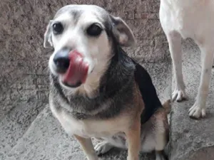 Cachorro raça Vira-lata idade 6 ou mais anos nome Nina