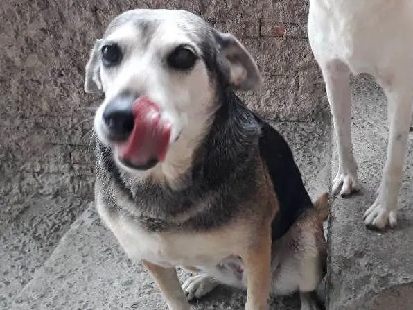 Cachorro ra a Vira-lata idade 6 ou mais anos nome Nina