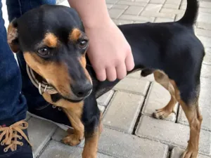 Cachorro raça Basset idade 7 a 11 meses nome Jake