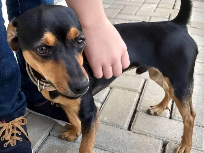 Cachorro ra a Basset idade 7 a 11 meses nome Jake