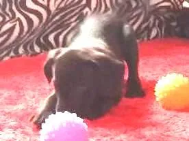 Cachorro raça Labrador  idade Abaixo de 2 meses nome Sem nome definido 