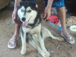 Cachorro raça Husk siberiano idade 7 a 11 meses nome Xakal 