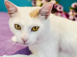 Gato raça sem raça definida idade 1 ano nome Mingau castrado etc 