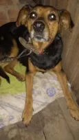 Gadu