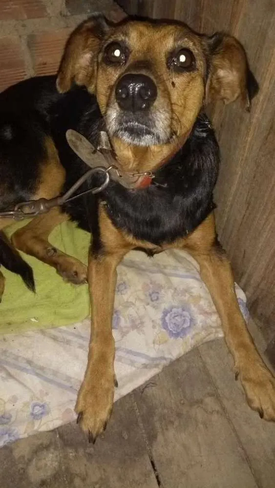 Cachorro ra a Vira lata idade 5 anos nome Gadu