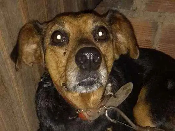 Cachorro ra a Vira lata idade 5 anos nome Gadu