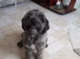 Billy