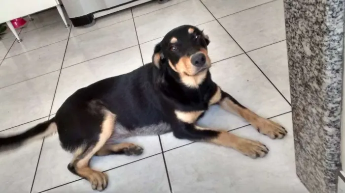 Cachorro ra a VIRA LATA idade 1 ano nome STAR