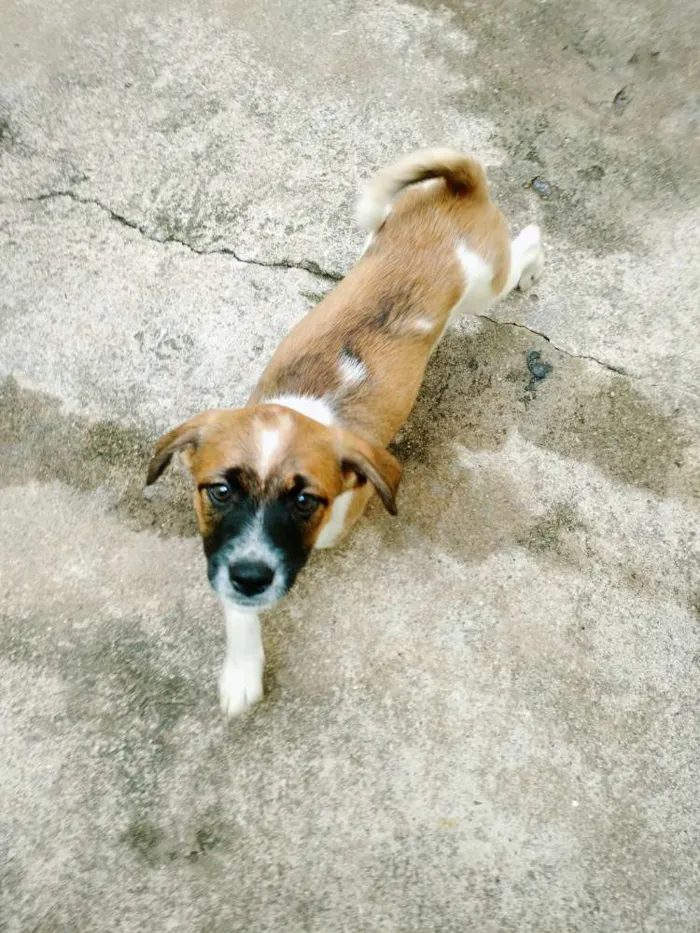 Cachorro ra a Vira lata  idade 2 a 6 meses nome Sem nome