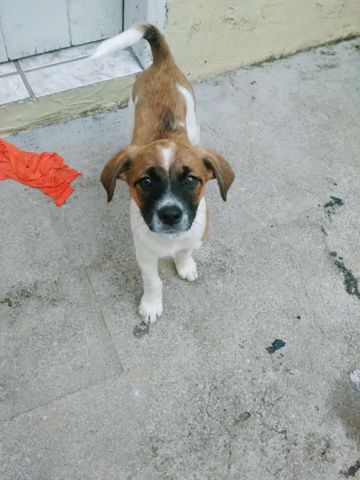 Cachorro ra a Vira lata  idade 2 a 6 meses nome Sem nome