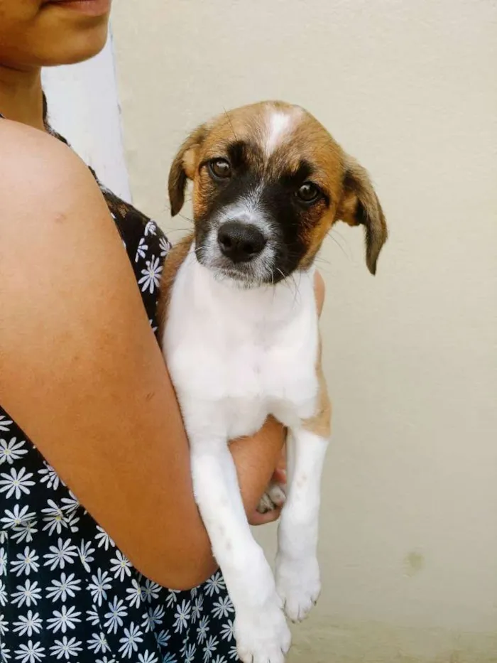 Cachorro ra a Vira lata  idade 2 a 6 meses nome Sem nome