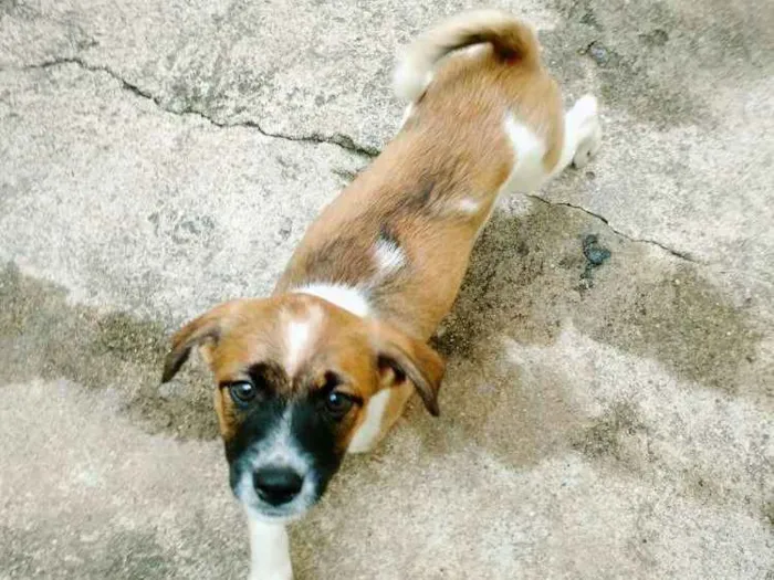 Cachorro ra a Vira lata  idade 2 a 6 meses nome Sem nome