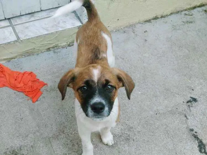 Cachorro ra a Vira lata  idade 2 a 6 meses nome Sem nome