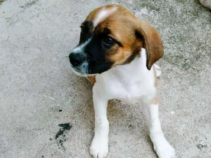 Cachorro ra a Vira lata  idade 2 a 6 meses nome Sem nome