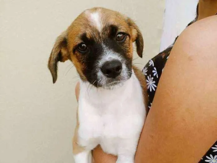 Cachorro ra a Vira lata  idade 2 a 6 meses nome Sem nome