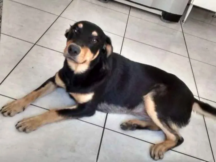 Cachorro ra a VIRA LATA idade 1 ano nome STAR