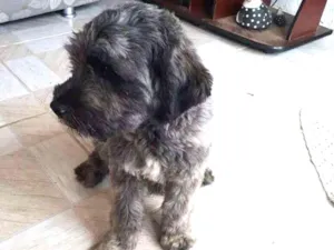 Cachorro raça Não sei ao certo a raça dele idade 1 ano nome Billy