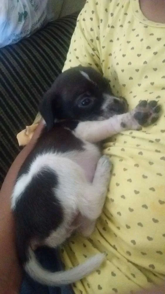 Cachorro ra a Golden Retriever + SRD idade Abaixo de 2 meses nome Lilica