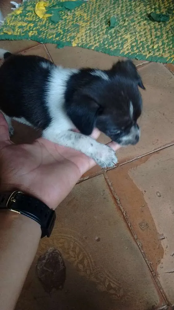 Cachorro ra a Golden Retriever + SRD idade Abaixo de 2 meses nome Lilica