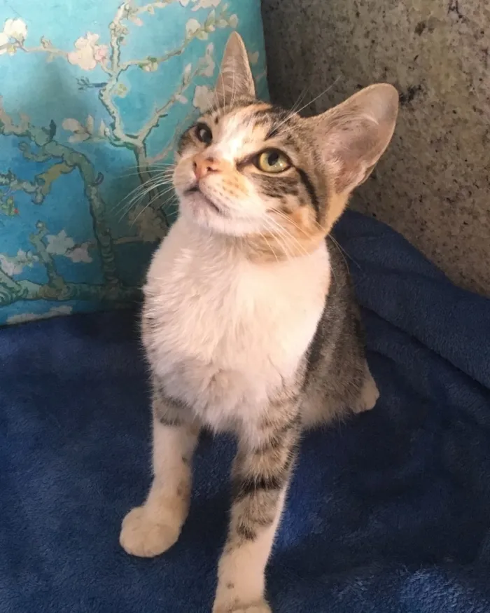 Gato ra a SRD idade 2 a 6 meses nome AMARYLLIS