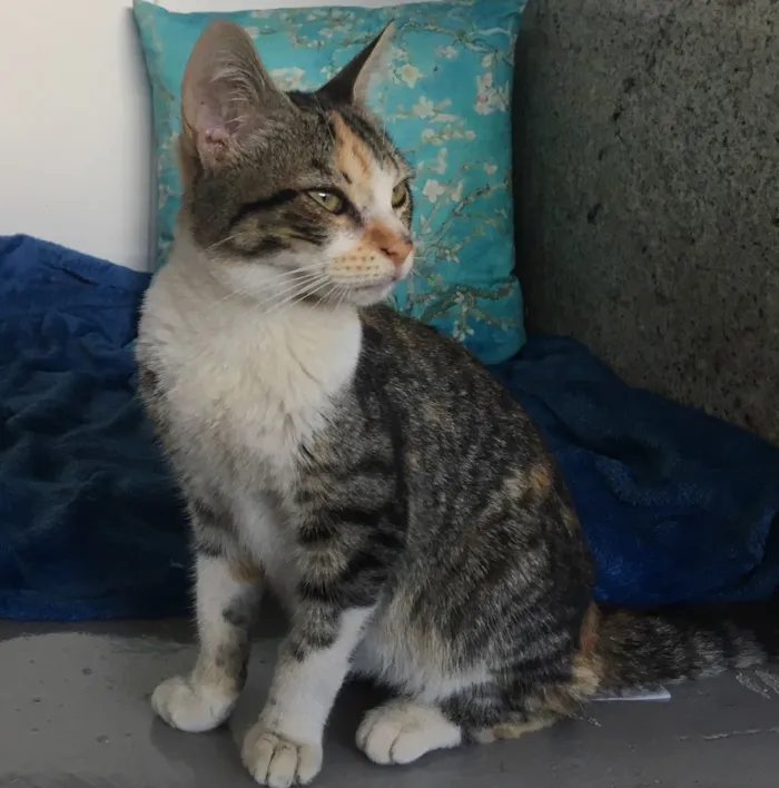 Gato ra a SRD idade 2 a 6 meses nome AMARYLLIS