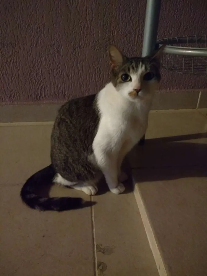 Gato ra a SRD idade 5 anos nome Brad