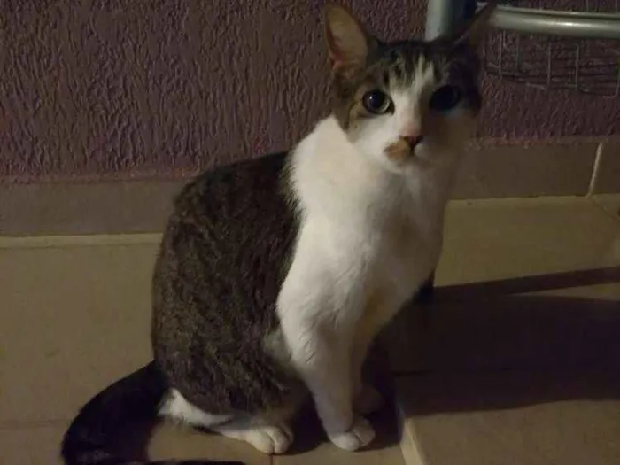 Gato ra a SRD idade 5 anos nome Brad