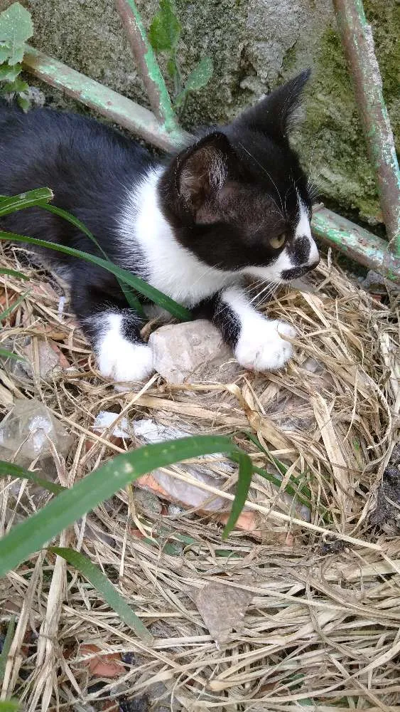 Gato ra a Srd idade Abaixo de 2 meses nome Filhote abandonado