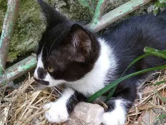 Gato ra a Srd idade Abaixo de 2 meses nome Filhote abandonado