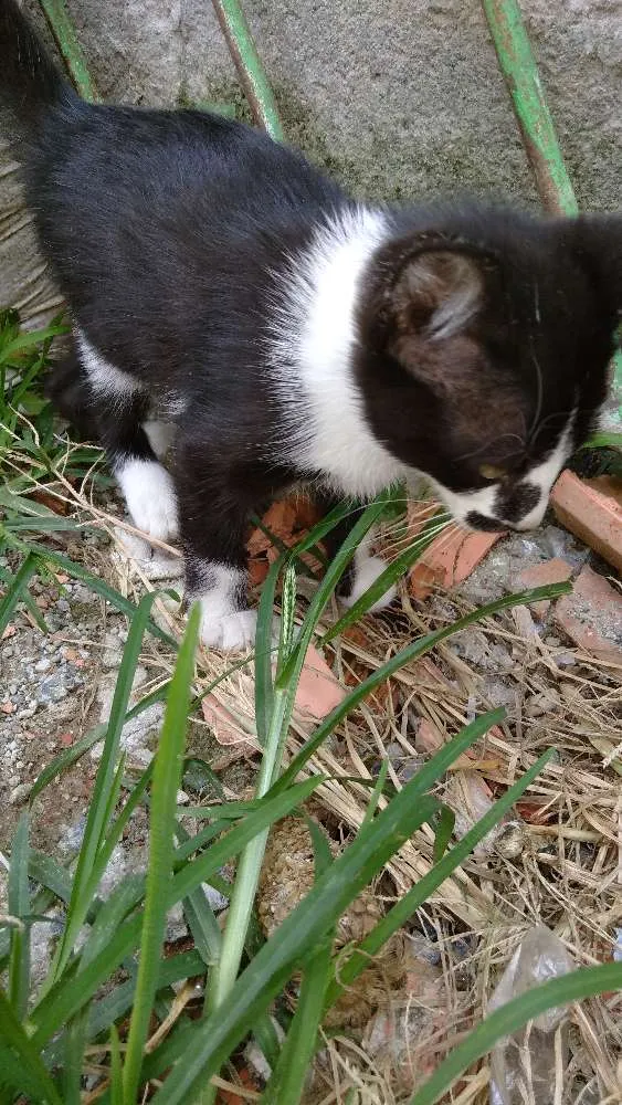 Gato ra a Srd idade Abaixo de 2 meses nome Filhote abandonado