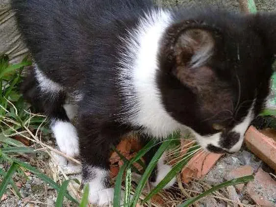 Gato ra a Srd idade Abaixo de 2 meses nome Filhote abandonado