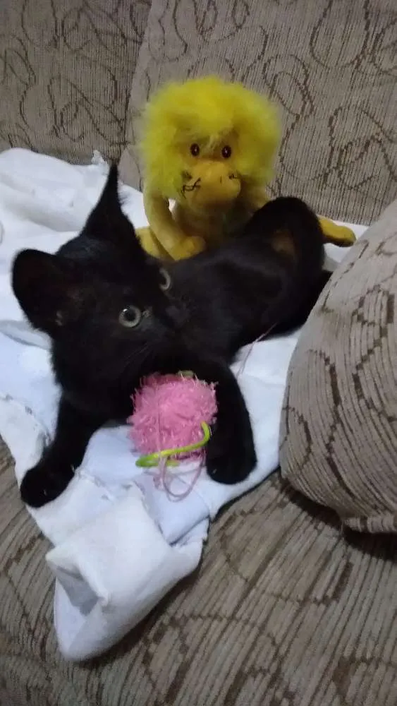 Gato ra a Srd idade Abaixo de 2 meses nome Filhote abandonado