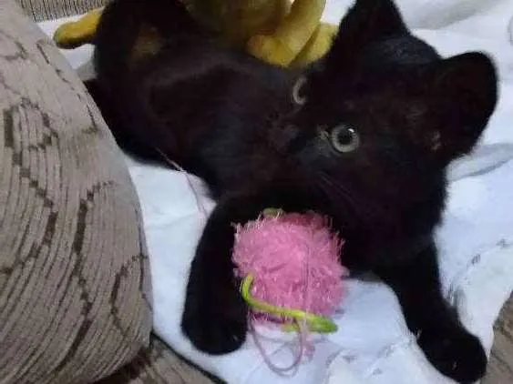Gato ra a Srd idade Abaixo de 2 meses nome Filhote abandonado