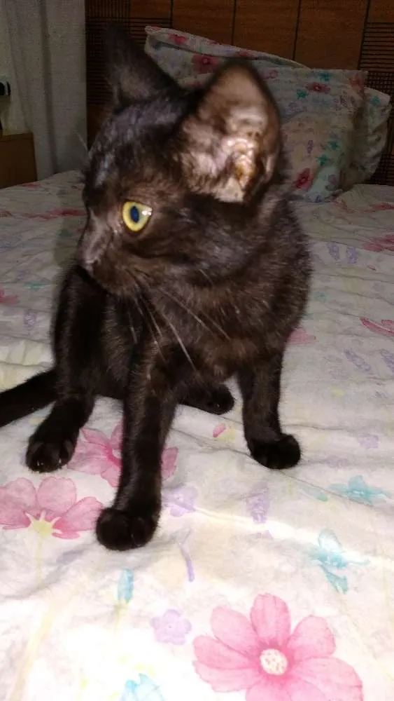 Gato ra a Srd idade Abaixo de 2 meses nome Filhote abandonado