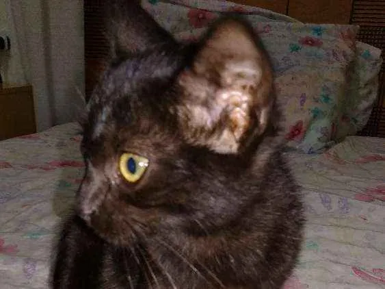 Gato ra a Srd idade Abaixo de 2 meses nome Filhote abandonado