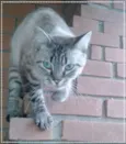 Nick