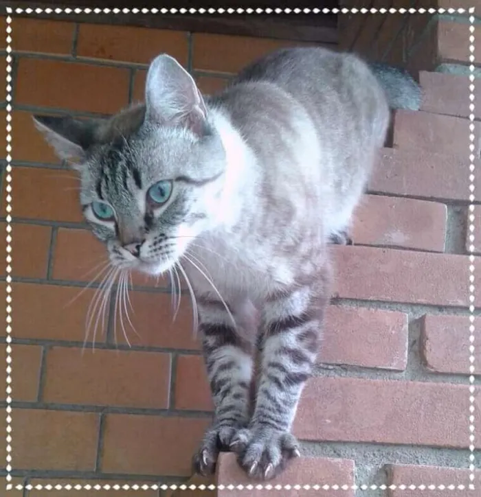 Gato ra a srd idade 2 anos nome Nick