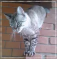 Nick