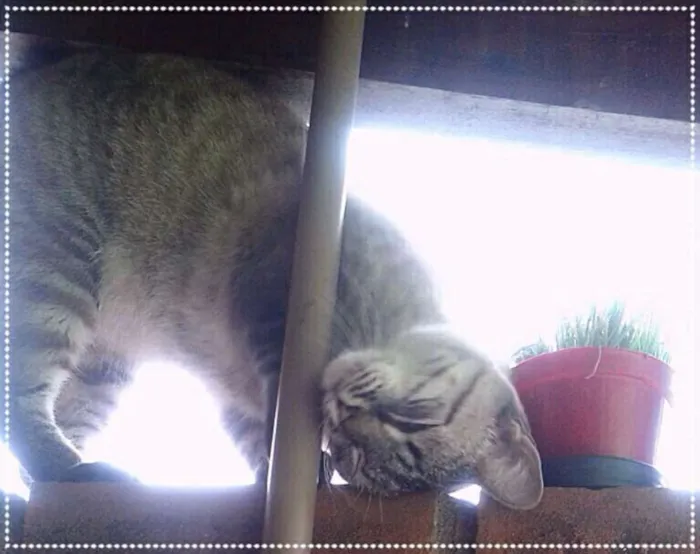 Gato ra a srd idade 2 anos nome Nick