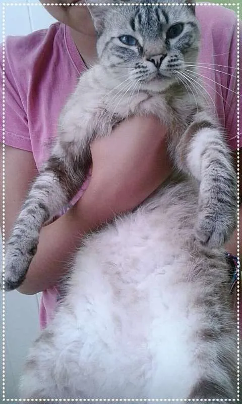 Gato ra a srd idade 2 anos nome Nick