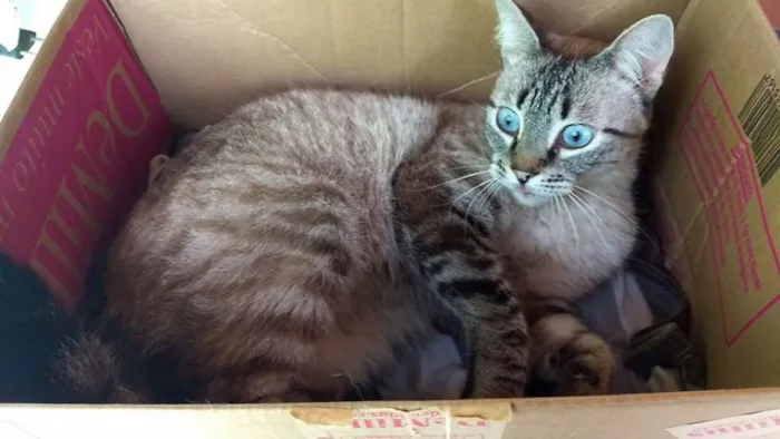 Gato ra a srd idade 2 anos nome Nick
