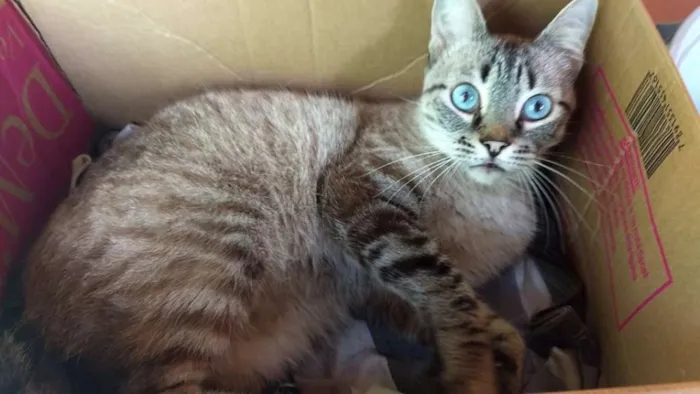 Gato ra a srd idade 2 anos nome Nick