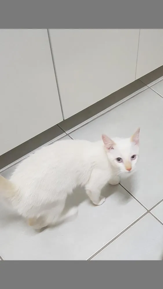 Gato raça De rua  idade 2 a 6 meses nome Frida
