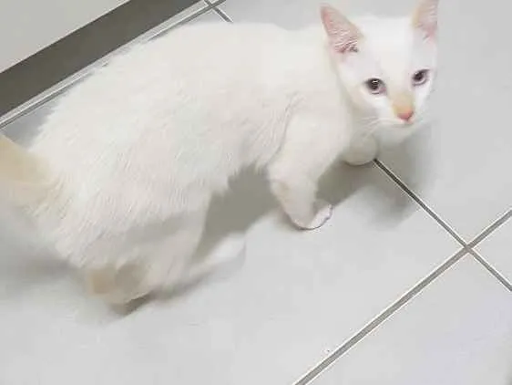 Gato raça De rua  idade 2 a 6 meses nome Frida