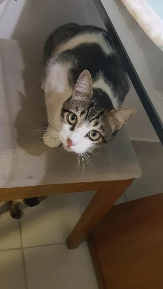 Gato raça De rua idade 1 ano nome Oliver
