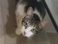 Oliver