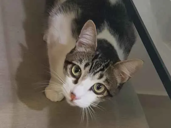 Gato raça De rua idade 1 ano nome Oliver